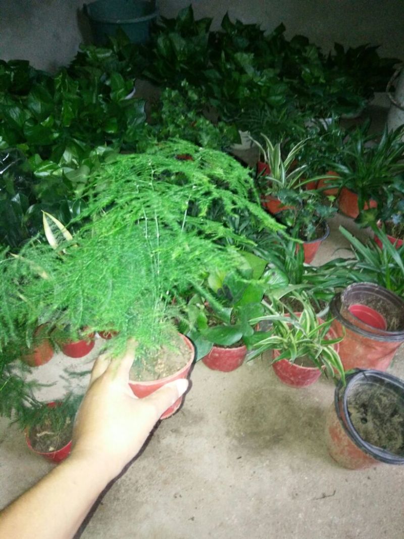 文竹带盆栽好