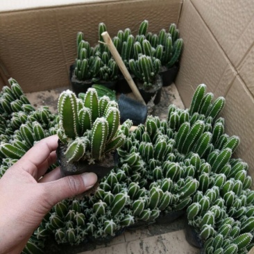 多肉植物不含盆