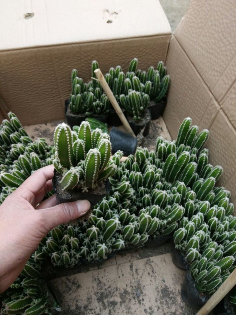 多肉植物不含盆