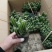 多肉植物不含盆