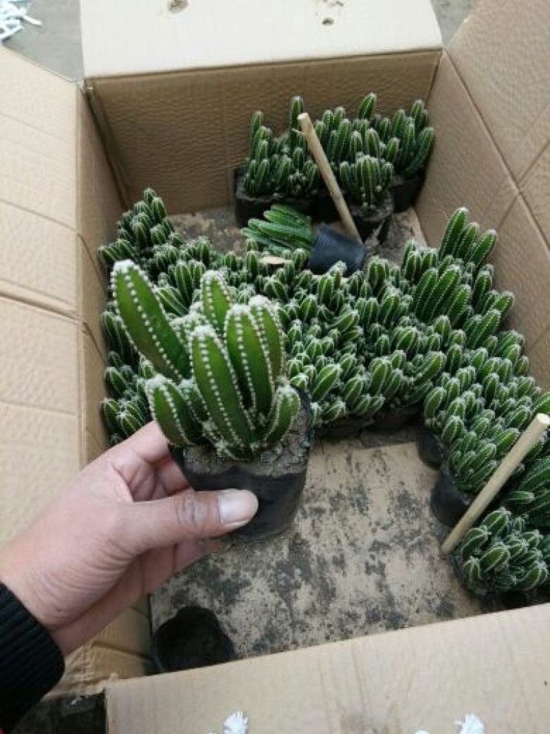 多肉植物不含盆