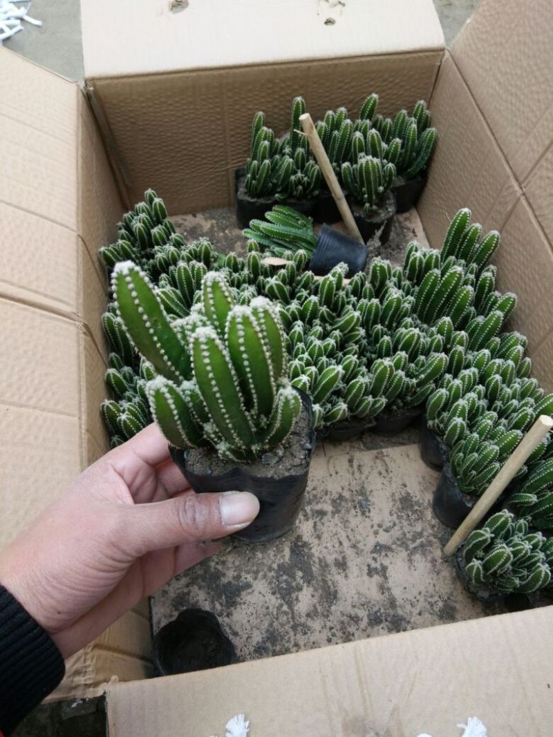 多肉植物不含盆