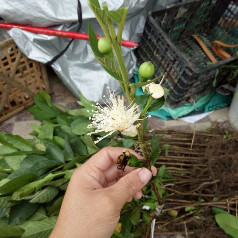番石榴苗30~50cm