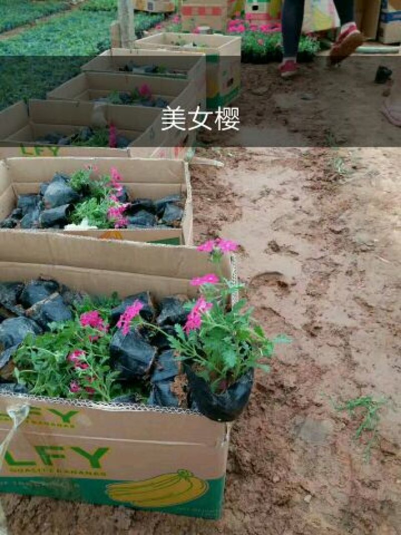 美女樱种苗基地直发价格美丽诚信合作欢迎来电