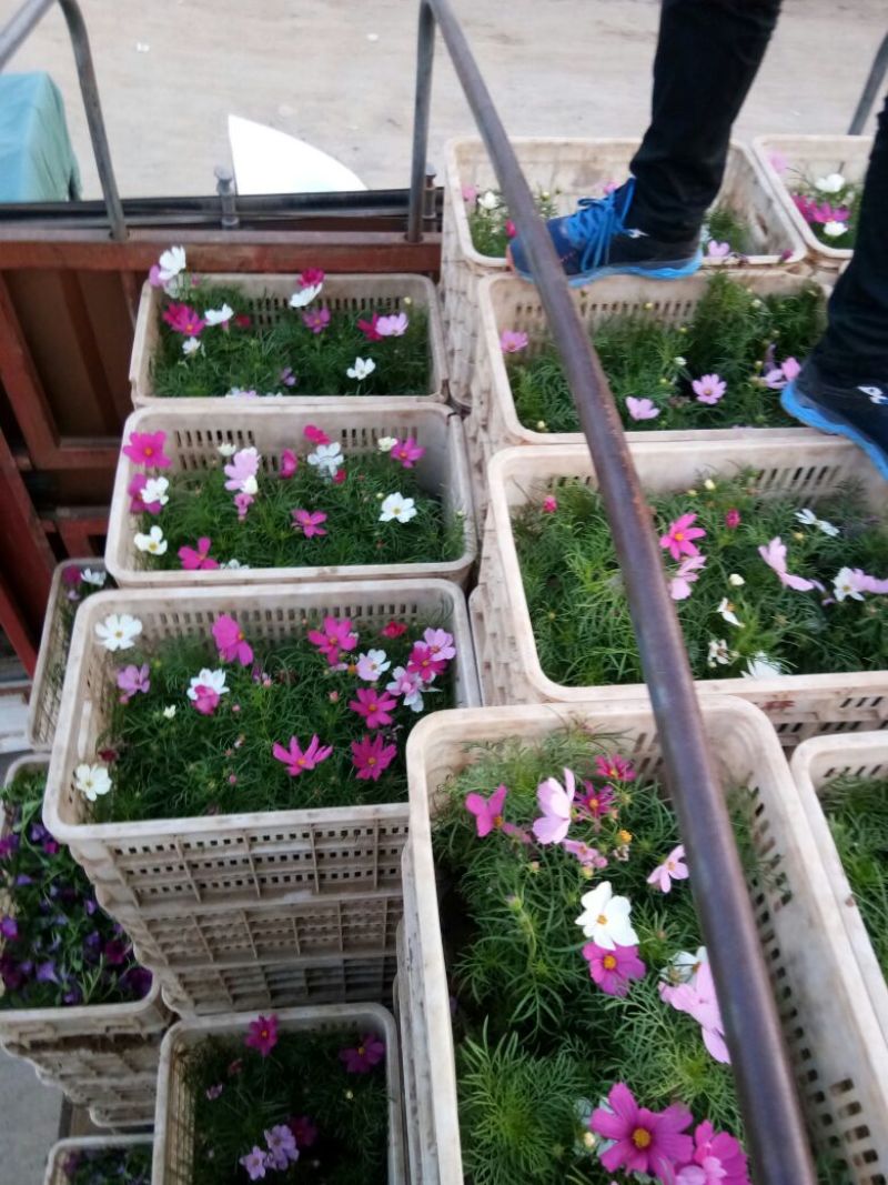 波斯菊盆花基地直发价格美丽诚信合作欢迎来电