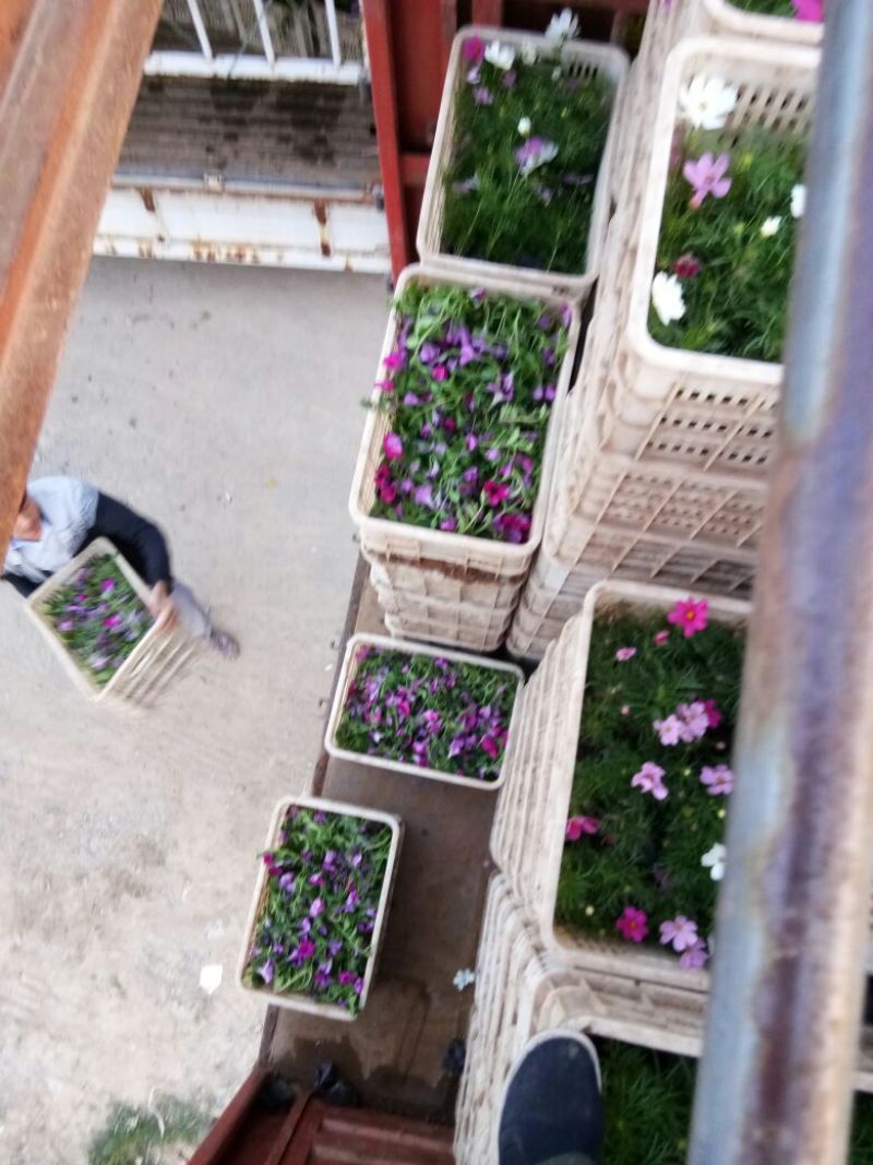 波斯菊盆花基地直发价格美丽诚信合作欢迎来电