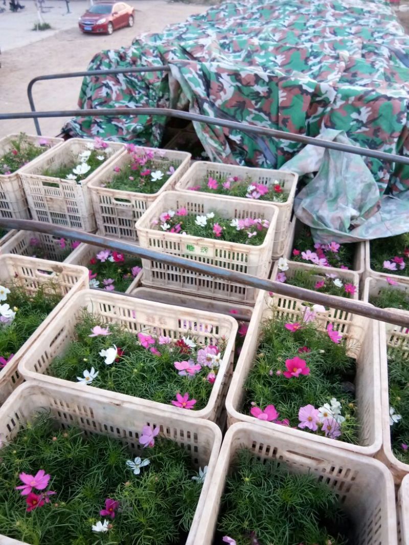 波斯菊盆花基地直发价格美丽诚信合作欢迎来电