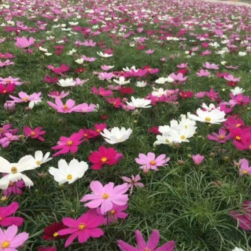 波斯菊盆花基地直发价格美丽诚信合作欢迎来电