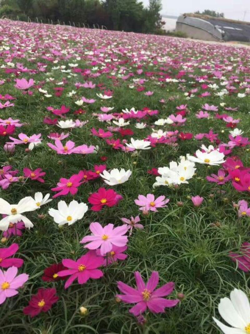 波斯菊盆花基地直发价格美丽诚信合作欢迎来电