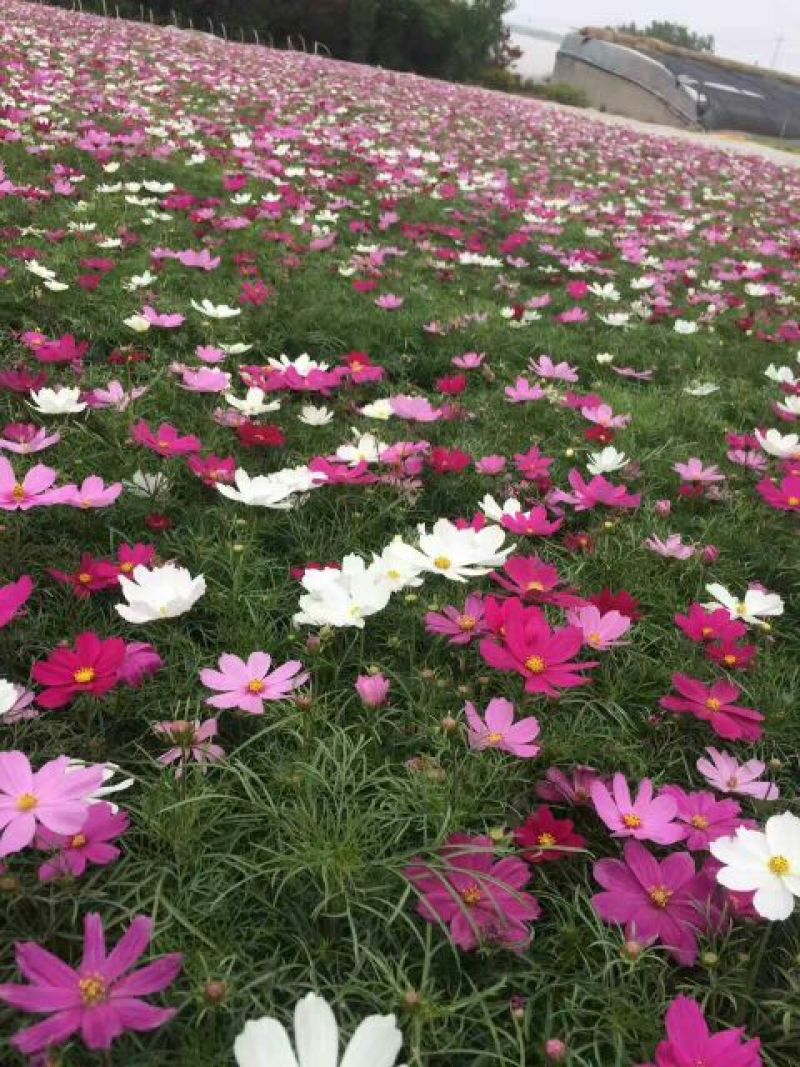 波斯菊盆花基地直发价格美丽诚信合作欢迎来电