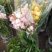 兰花苗3年苗