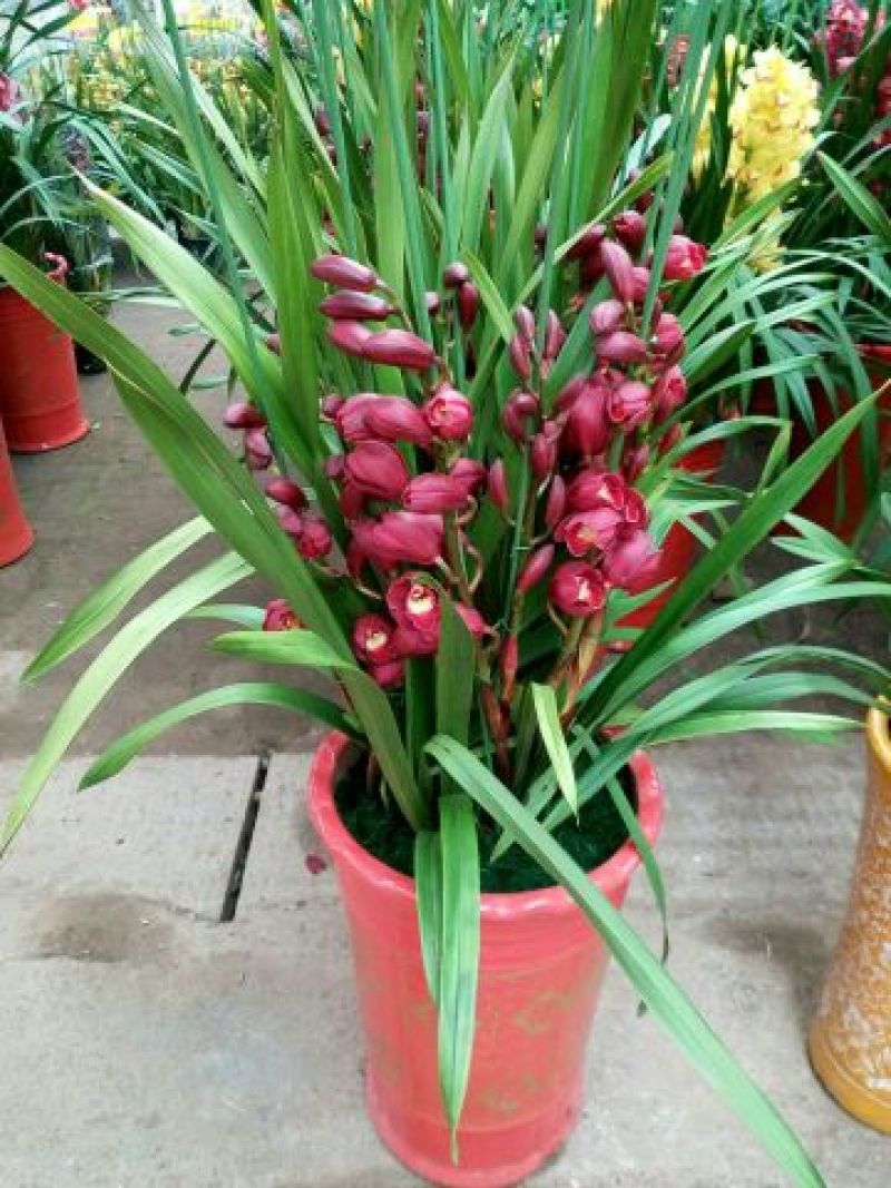 兰花苗3年苗