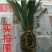 兰花苗3年苗