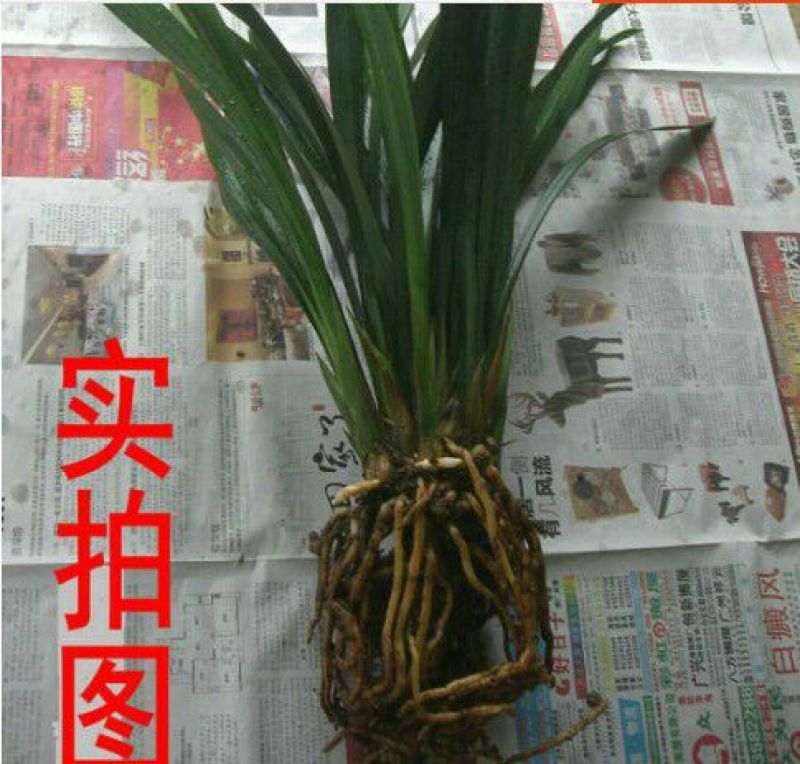兰花苗3年苗