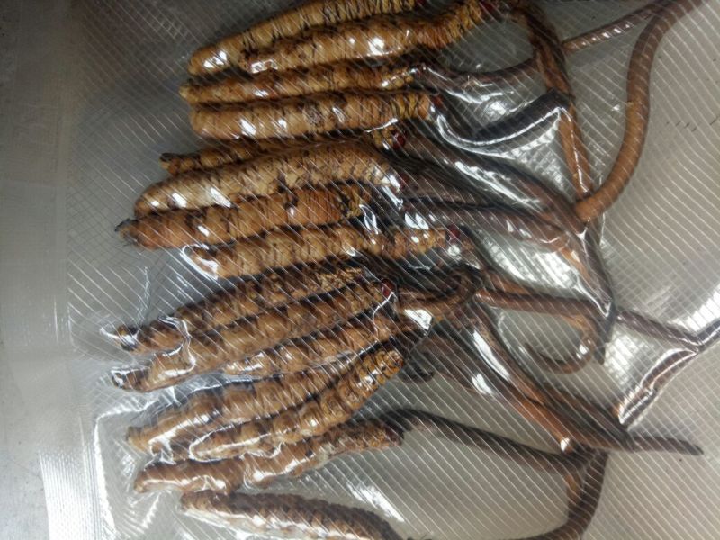 冬虫夏草散装