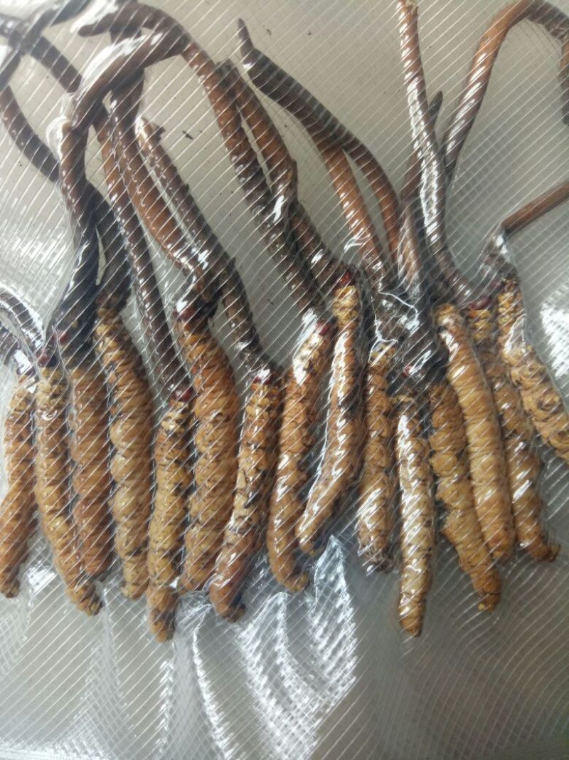 冬虫夏草散装