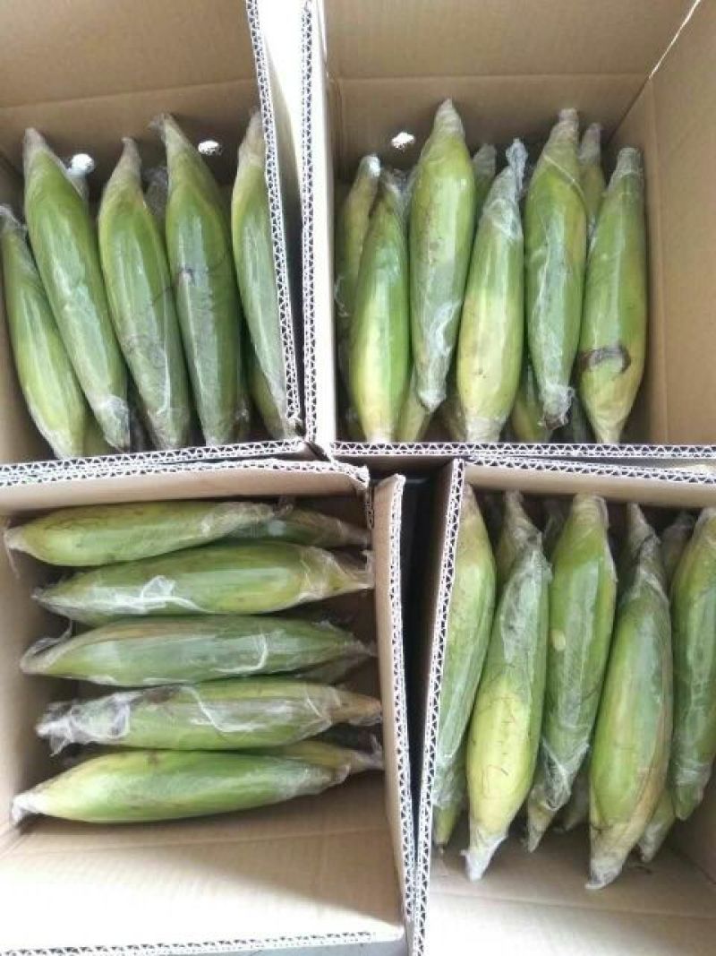 糯玉米1月上旬上市