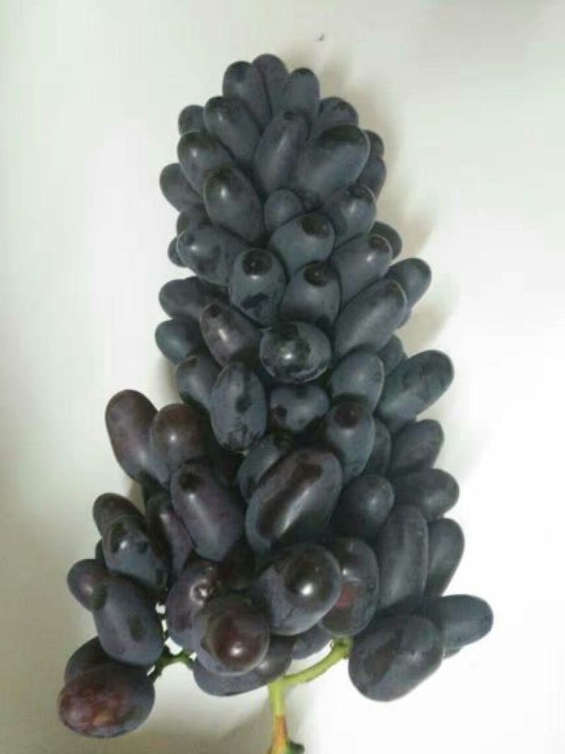 葡萄苗1年30~50cm