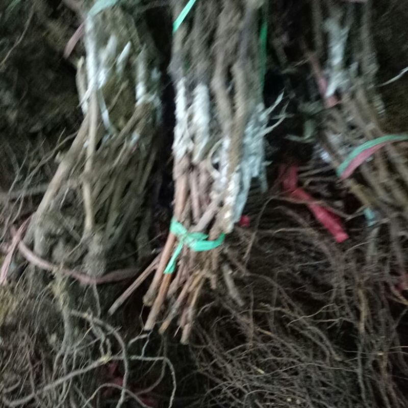 葡萄苗1年30~50cm