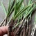 仙茅独脚仙毛
