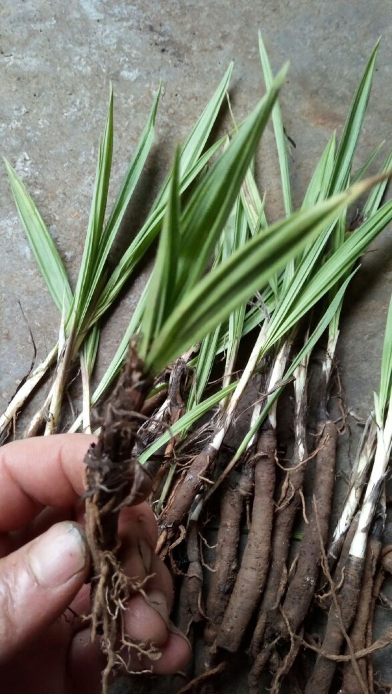 仙茅独脚仙毛