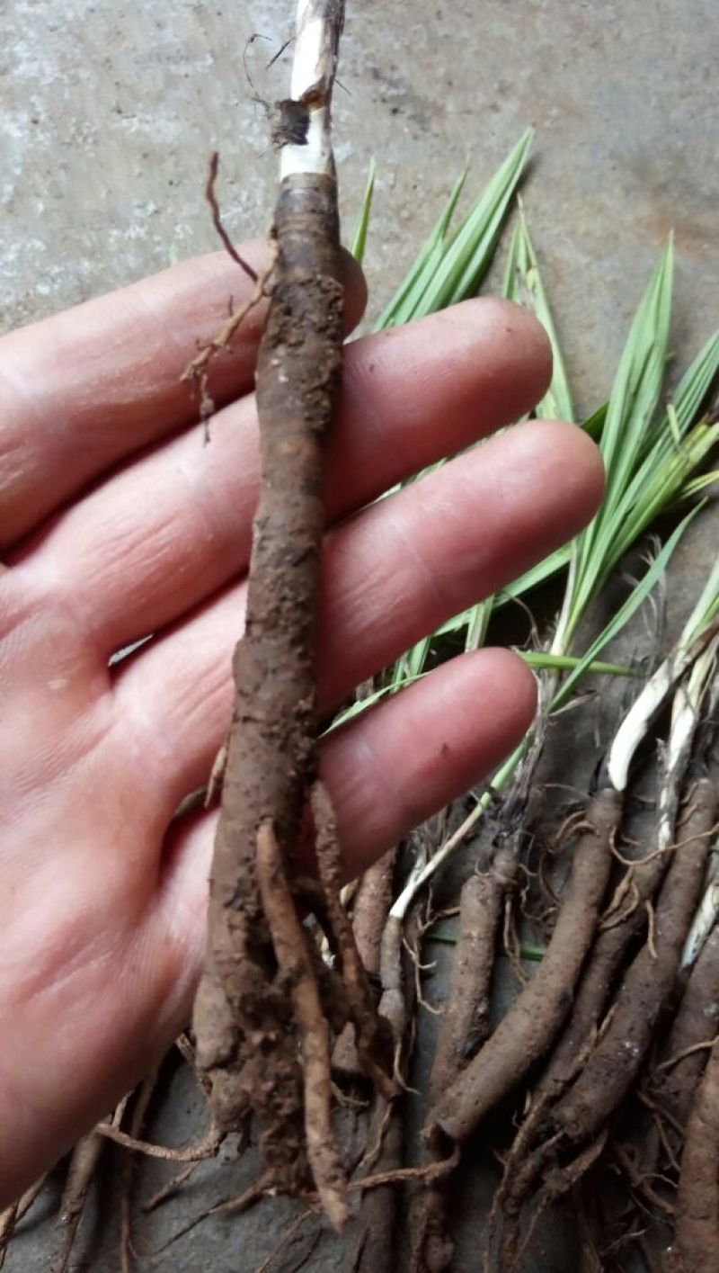 仙茅独脚仙毛