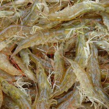 基围虾食用冰鲜虾