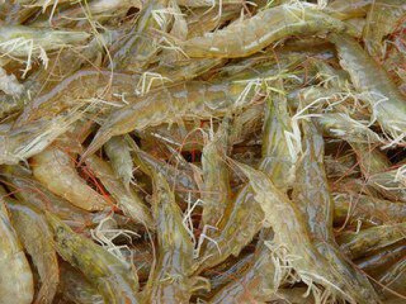 基围虾食用冰鲜虾
