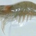 基围虾食用冰鲜虾