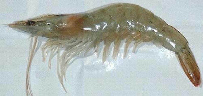 基围虾食用冰鲜虾