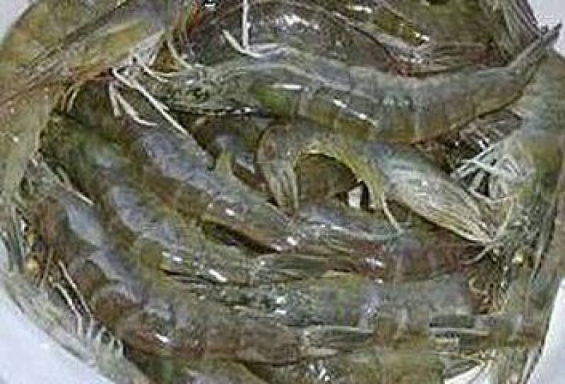 基围虾食用冰鲜虾