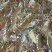 基围虾食用冰鲜虾