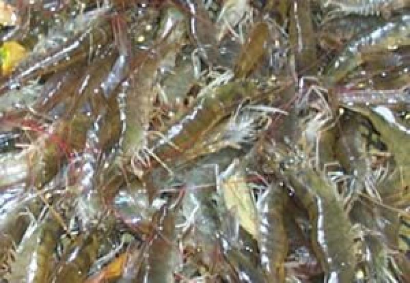 基围虾食用冰鲜虾