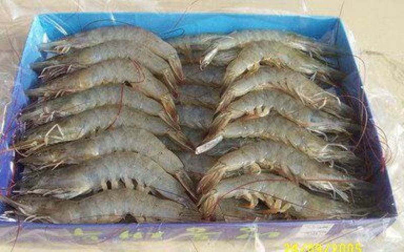 基围虾食用冰鲜虾
