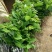 释迦苗翻荔枝苗