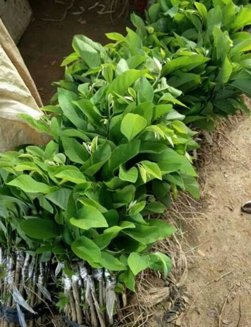 释迦苗翻荔枝苗