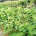 释迦苗翻荔枝苗