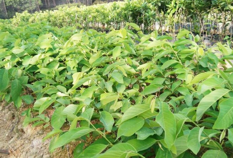 释迦苗翻荔枝苗