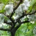 释迦苗翻荔枝苗