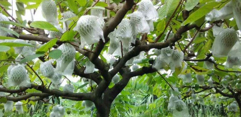 释迦苗翻荔枝苗