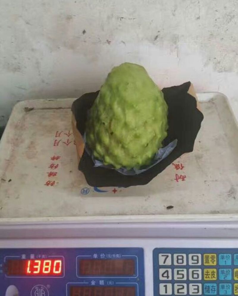 释迦苗翻荔枝苗
