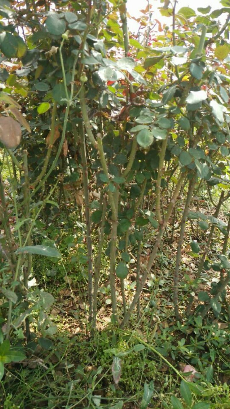 月季苗40~50cm