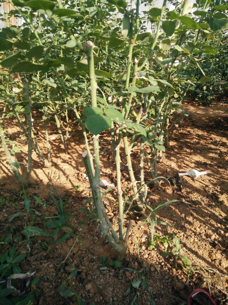 月季苗40~50cm
