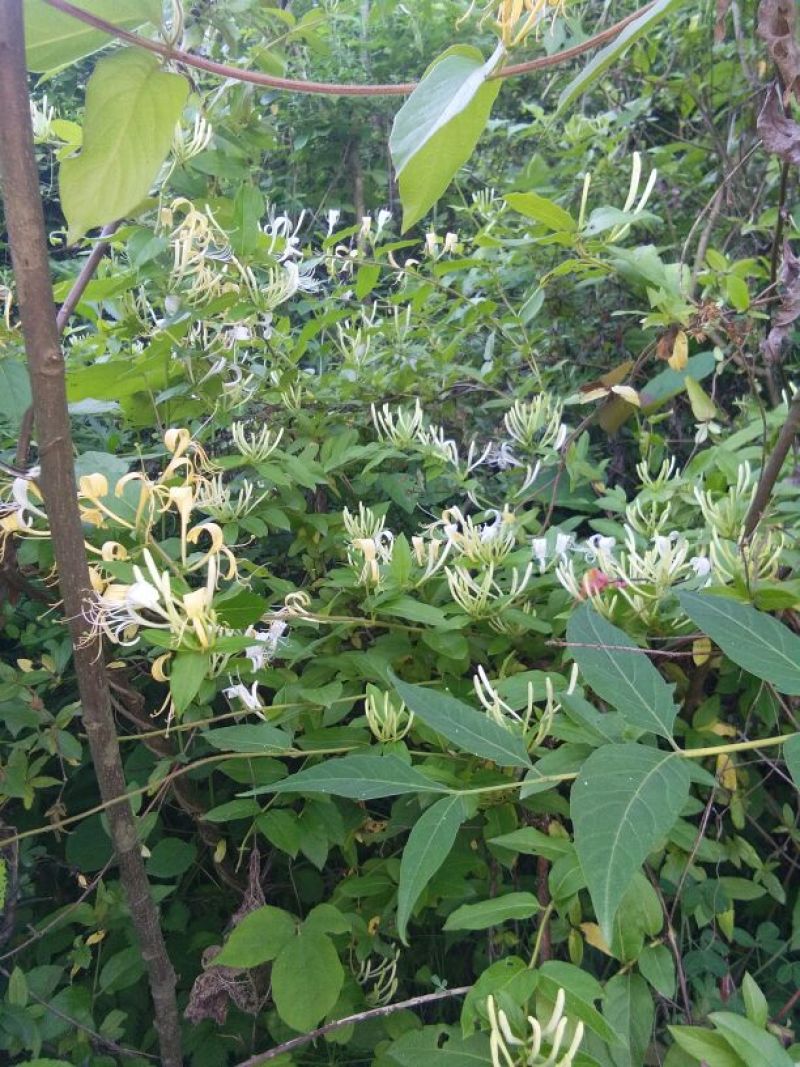 中药金银花茶特级去火茶散装花草茶