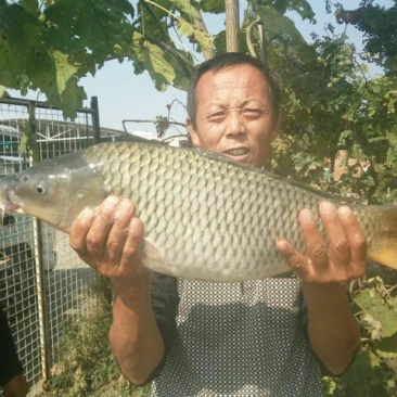 河鲤鱼食用1~2公斤
