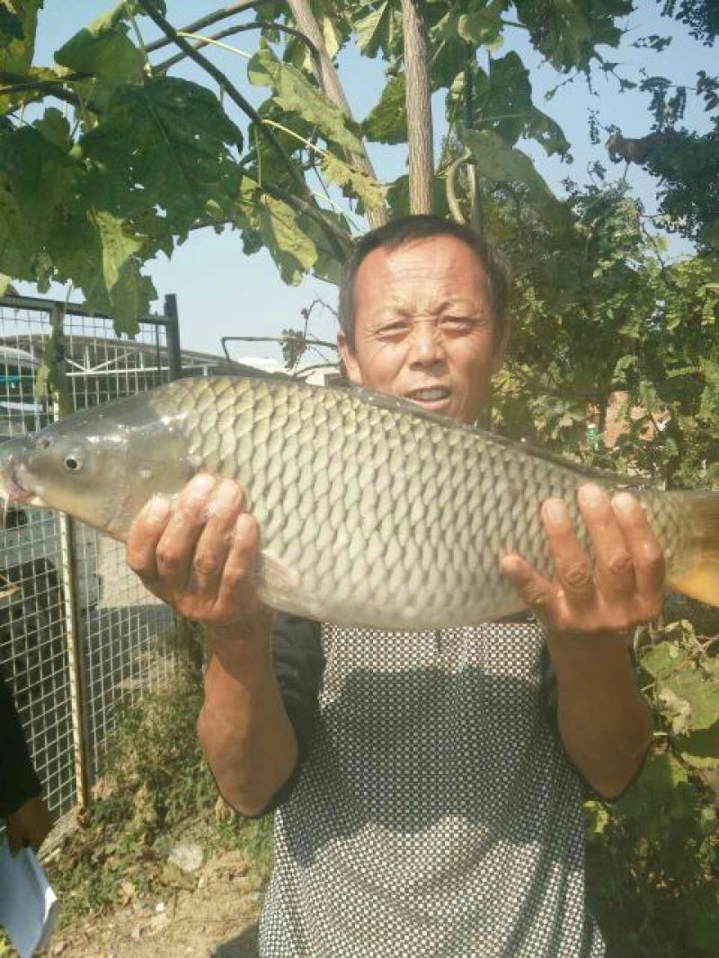 河鲤鱼食用1~2公斤