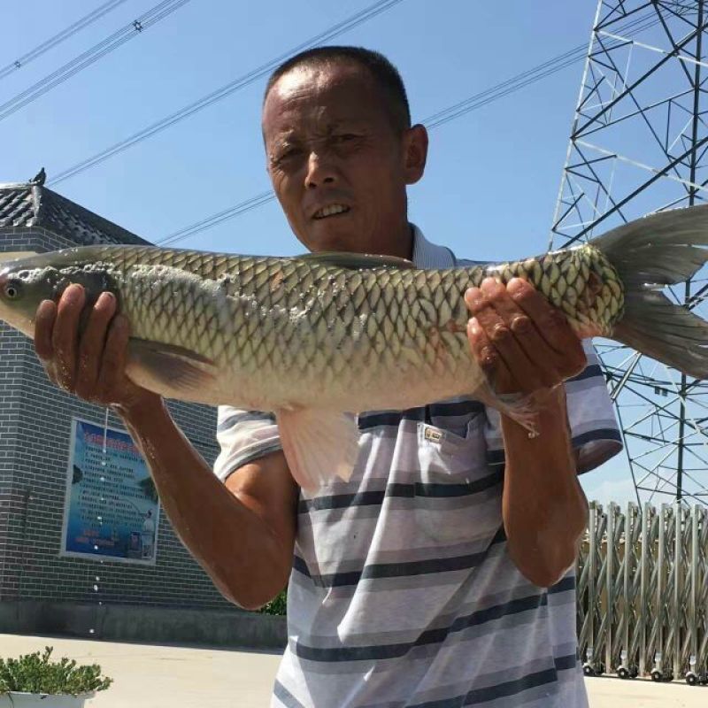 河鲤鱼食用1~2公斤
