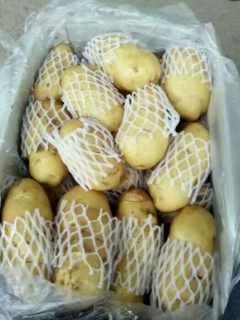 山东肥城荷兰十五土豆精品土豆)一手货源价格