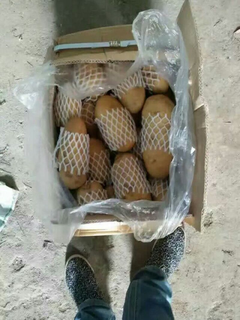 山东肥城荷兰十五土豆精品土豆)一手货源价格