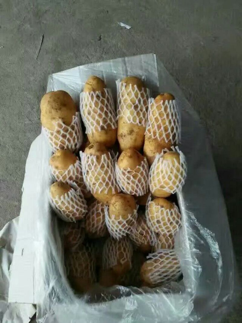 山东肥城荷兰十五土豆精品土豆)一手货源价格